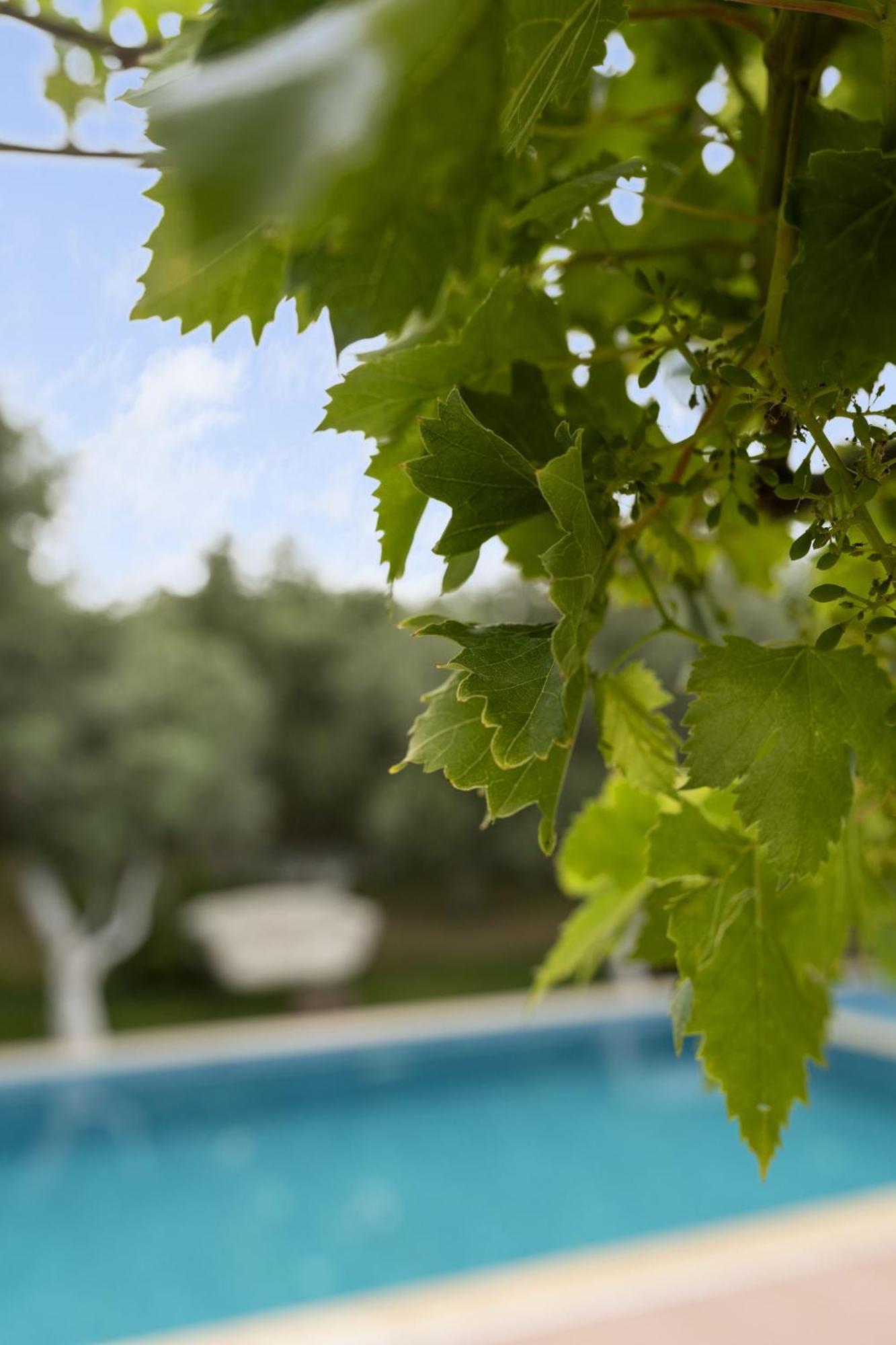 Grape Datca Hotel Kizlan Bagian luar foto